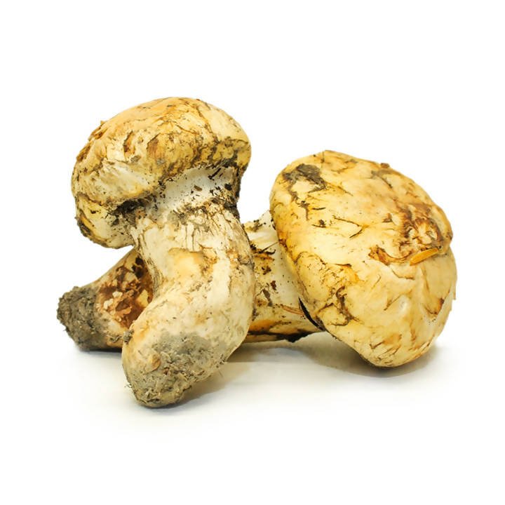 THEMUSHHUB CO. - Dried Wild Mushrooms Assortment - Dried Wild Mushrooms - Farm2Me - -