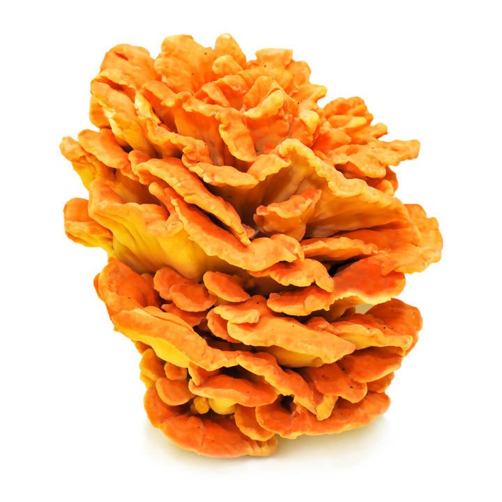 THEMUSHHUB CO. - Dried Wild Mushrooms Assortment - Dried Wild Mushrooms - Farm2Me - -