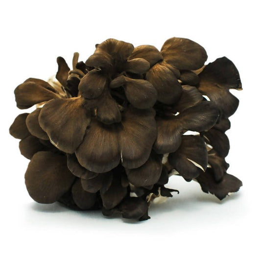 THEMUSHHUB CO. - Kuro Maitake - Fresh Exotic Certified Organic Kuro Maitake - Farm2Me - -